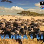 Savannas Life Game